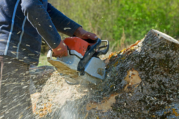 Best Tree Cutting Near Me  in Clayton, AL